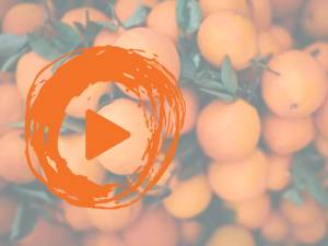 Podcast – Vitamin C